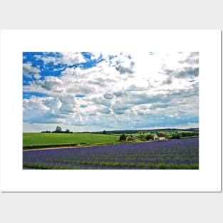 Lavender Field Purple Flowers Cotswolds UK Posters and Art